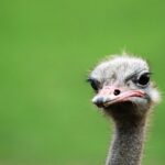 ostrich, bird portrait, portrait-1657742.jpg